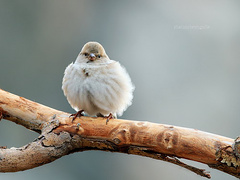 关于麻雀的知识有哪些 201205131258078189.jpg