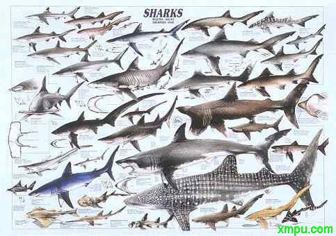姥鲨的英文名称叫askingshark意思是
