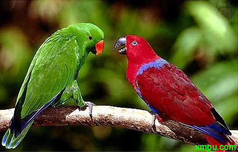 比较大的鹦鹉是什么鹦鹉 201205131517383950.jpg