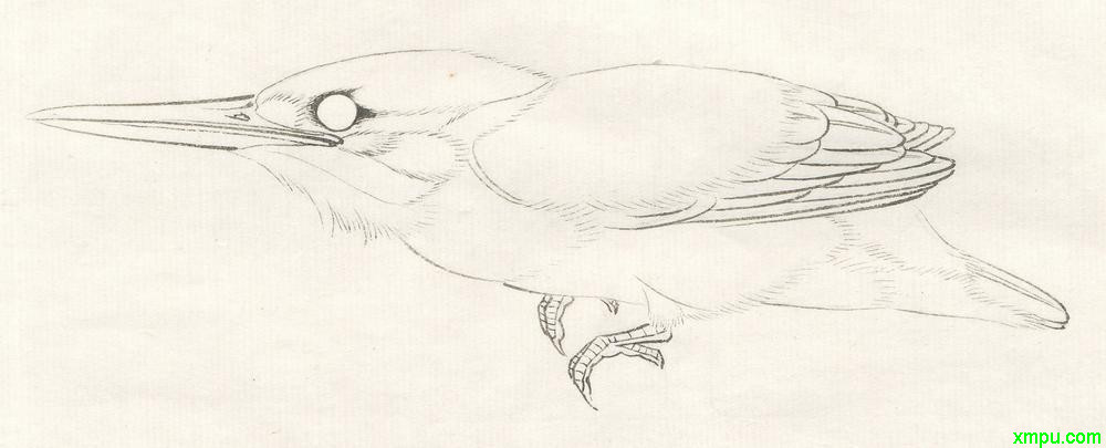 李晓明工笔画——翠鸟的画法... pic.uchis.com 宽1000x405 ...