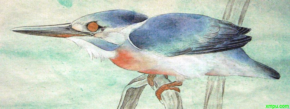 李晓明工笔画——翠鸟的画法 pic.uchis.com 宽1000x376高