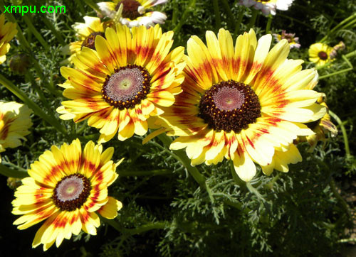 花卉名称:花环菊学名:chrysanthemum carinatum科属