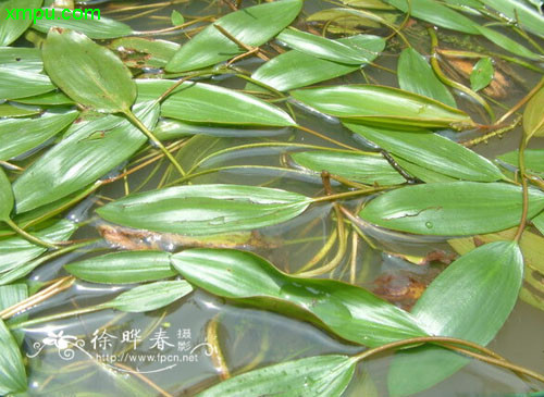 花卉名称:眼子菜眼子菜别名:鸭子草,水案板,水板凳,金梳子草,地黄瓜