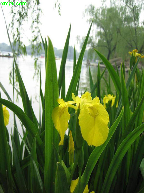 花卉名称:黄菖蒲别名:黄花鸢尾,水生鸢尾英文名称:iris pseudacorus l