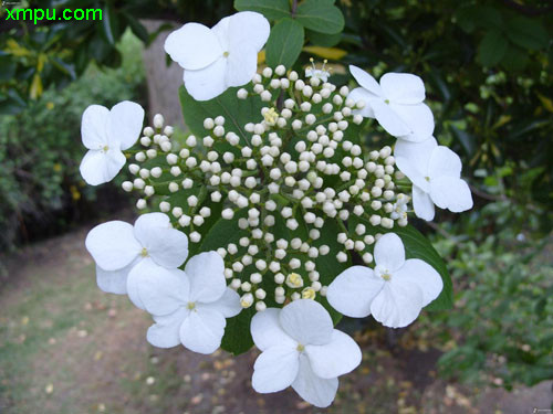 蝴蝶花怎么种 201205131254107339.jpg