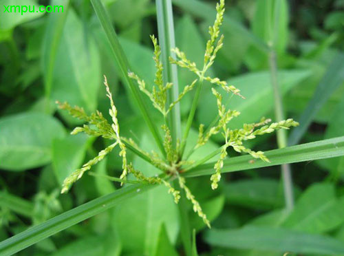 花卉名称:莎草别名:莎随,薃侯,莎,地毛,回头青,野韭菜,隔夜抽,地沟草