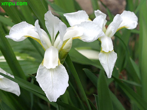 燕子花图片及燕子花种类