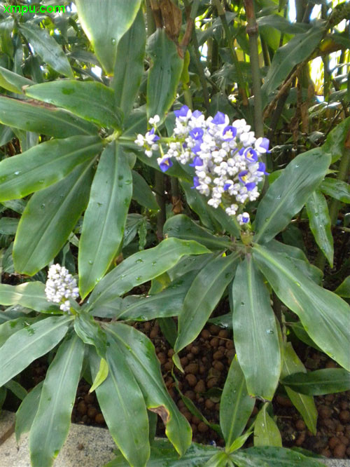 花卉名称:蓝姜学名:dichorisandra thyrsiflora别名:巴西姜科属