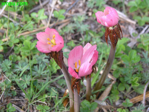 花卉名称:桃儿七别名:桃耳七,小叶莲学名:sinopodophullum hexandrum