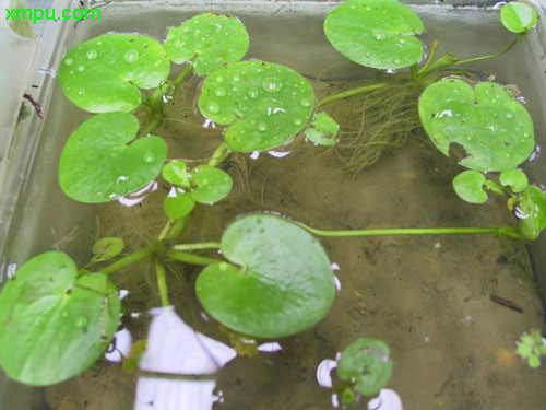 水鳖科 hydrocharitaceae,水鳖属 hydrocharis形态特征:浮水草本