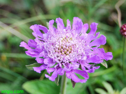 花卉名称:蓝盆花别名:轮锋菊,松虫草学名:scabiosa a