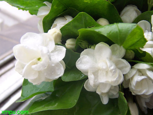 花卉名称 茉莉拉丁语学名:jasminum sambac英文名字 jasmine科属