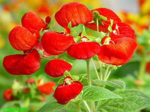 calceolaria herbeohybrida科属 玄参科,蒲包花属原产地:南美花语