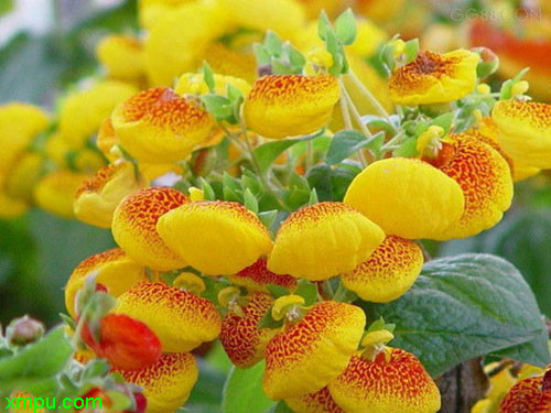calceolaria herbeohybrida科属 玄参科,蒲包花属原产地:南美花语
