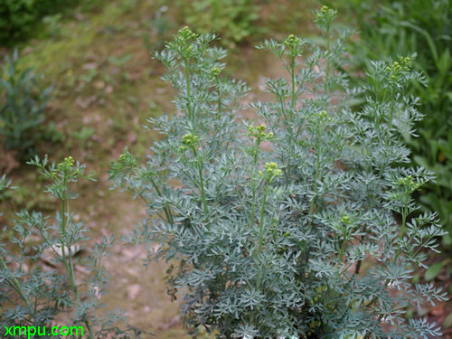 芸香图片_芸香种植_芸香种类-动植物