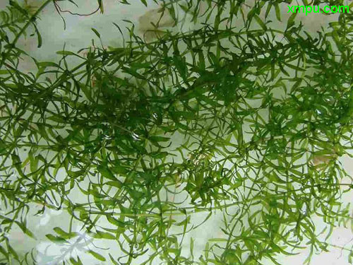 伊乐藻图片及伊乐藻种类