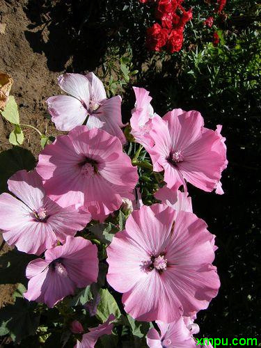 花葵图片 花葵种植 花葵种类 动植物网