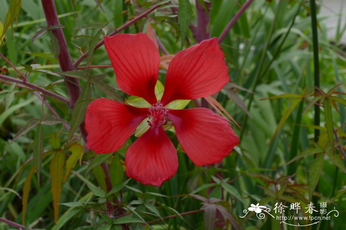 槭葵,红秋葵hibiscus coccineus图片_槭葵,红秋葵hibiscus coccineus