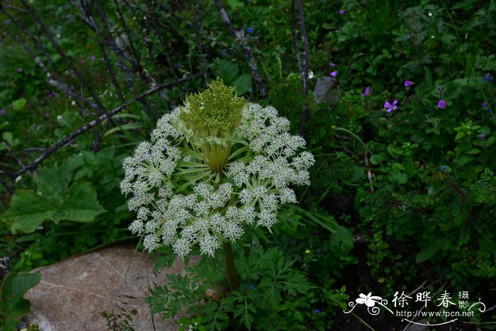 长茎藁本ligusticumthomsonii图片及长茎藁本ligusticumthomsonii种类