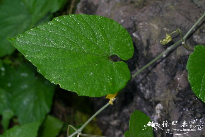 大苞赤瓟thladianthacordifolia图片及大苞赤瓟thladianthacordifolia