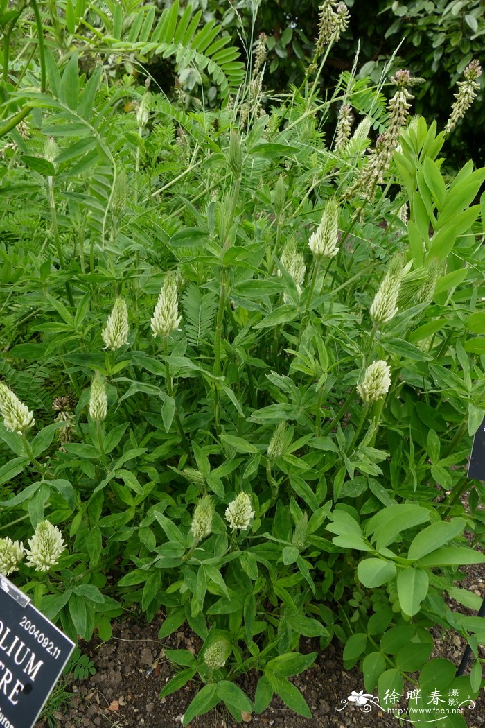 白花山羊豆galegaxhartlandiialba图片及白花山羊豆galegaxhartlandii