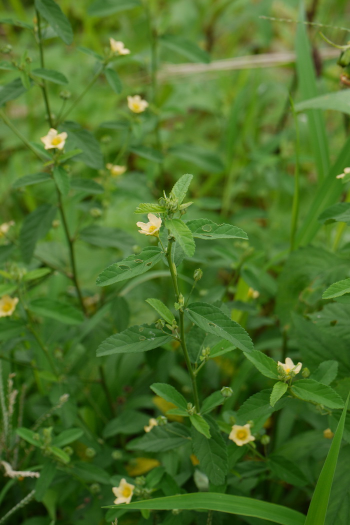 白背黄花稔sidarhombifolia图片及白背黄花稔sidarhombifolia种类