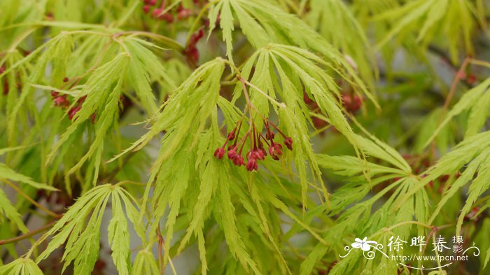 common name:别名(chinese common name:羽毛槭异名(synonym:科属