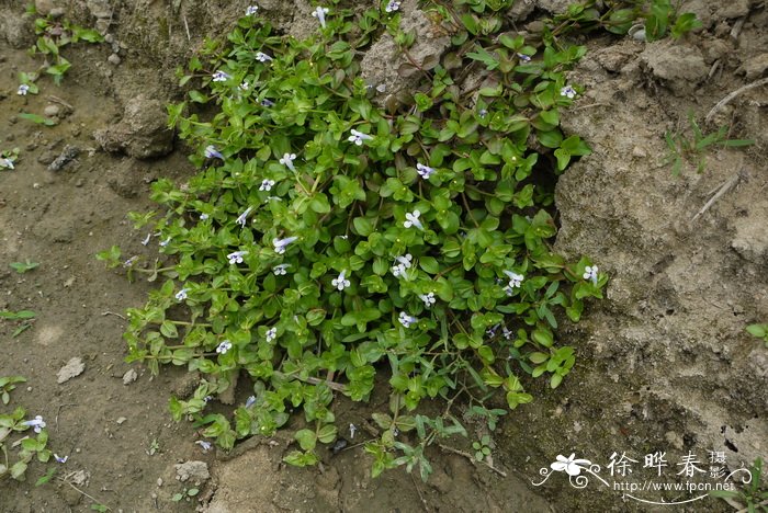 圆叶母草linderniarotundifolia图片及圆叶母草linderniarotundifolia