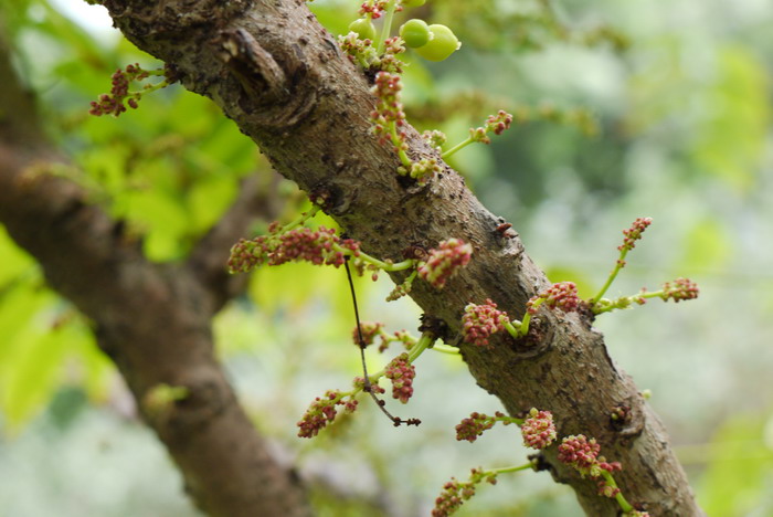 西印度醋栗phyllanthusacidus图片及西印度醋栗phyllanthusacidus种类