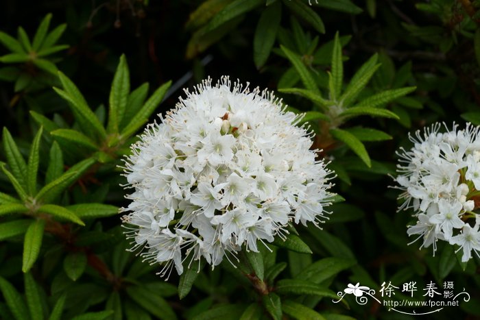 加茶杜香ledum groenlandicum图片_加茶杜香ledum groenlandicum种植