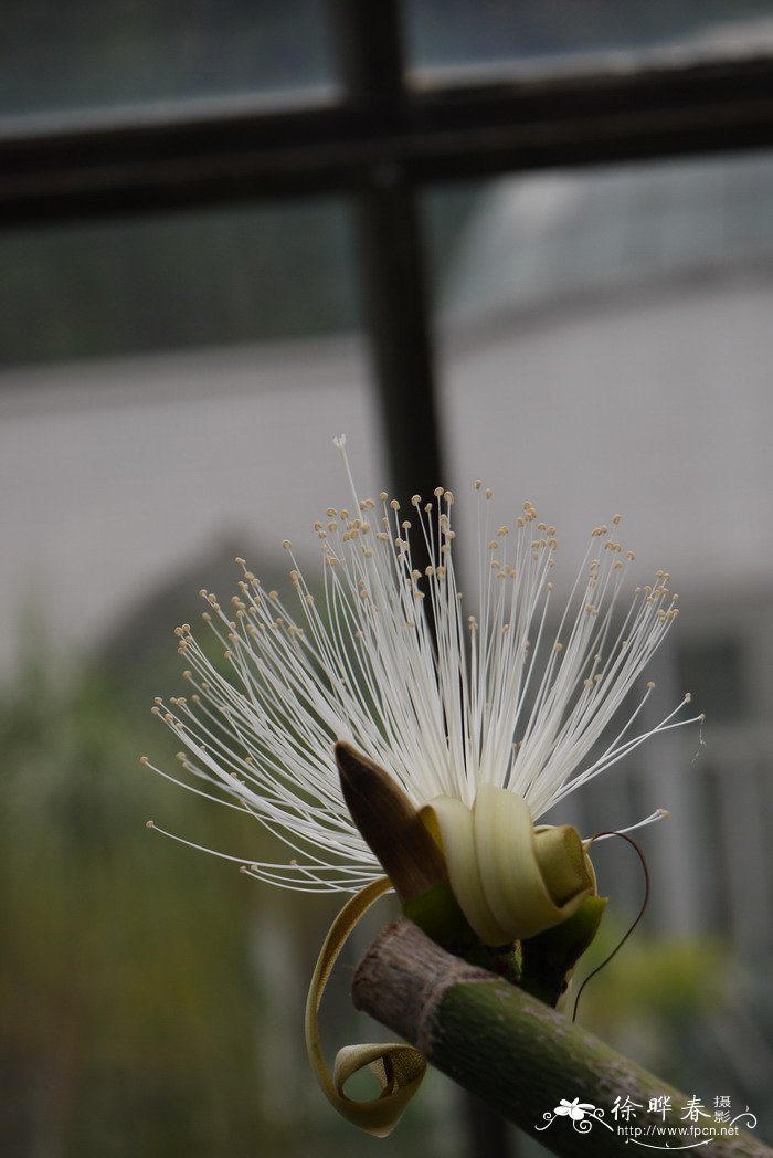 龟甲木棉pseudobombaxellipticum图片及龟甲木棉pseudobom