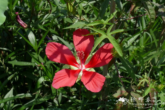 槭葵,红秋葵hibiscus coccineus图片_槭葵,红秋葵hibiscus coccineus