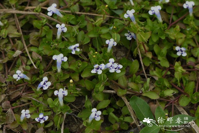 圆叶母草linderniarotundifolia图片及圆叶母草linderniarotundifolia