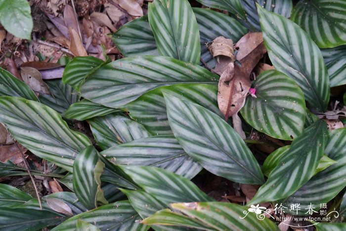 花叶山姜alpinia pumila图片_花叶山姜alpinia pumila