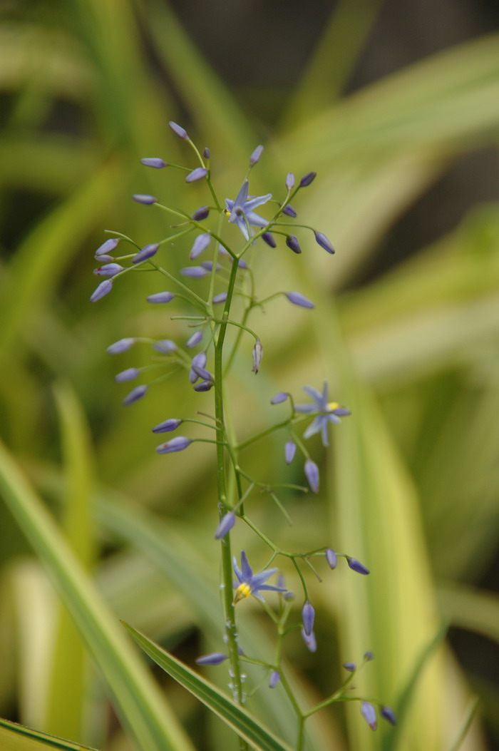 花叶山菅兰dianellaensifoliamarginata图片及花叶山菅兰dianella