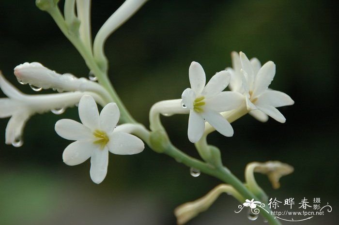 tuberose别名(chinese common name:月下香,夜来香异名(synonym)