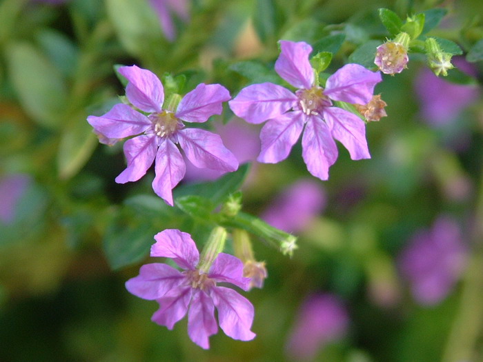 细叶萼距花cupheahyssopifolia图片及细叶萼距花cupheahyssopifolia