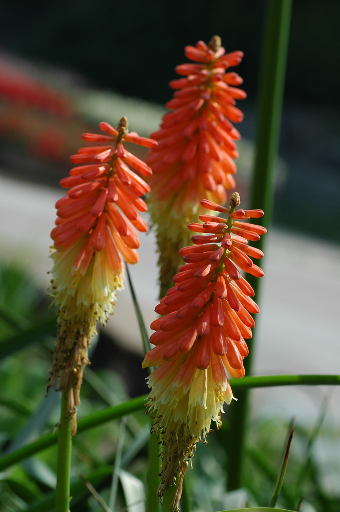 火把莲kniphofia caulescens图片_火把莲kniphofia caulescens种植