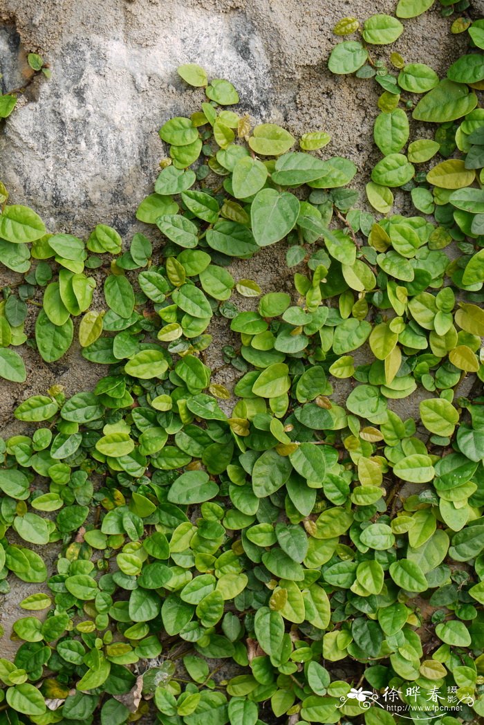 pumila图片_薜荔ficus pumila种植_薜荔ficus pumila种类-动植物