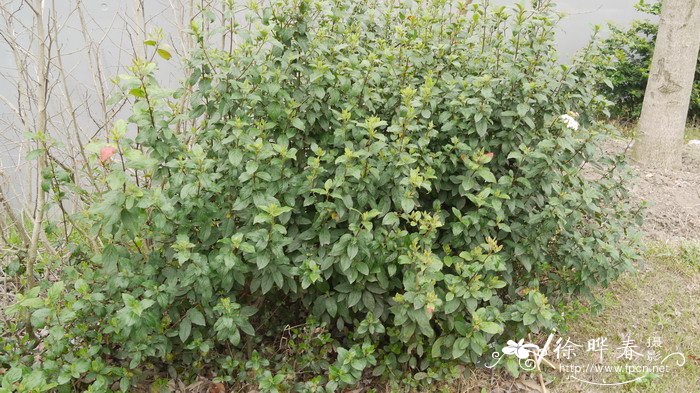 地中海荚蒾viburnum tinus图片_地中海荚蒾viburnum tinus种植_地中海