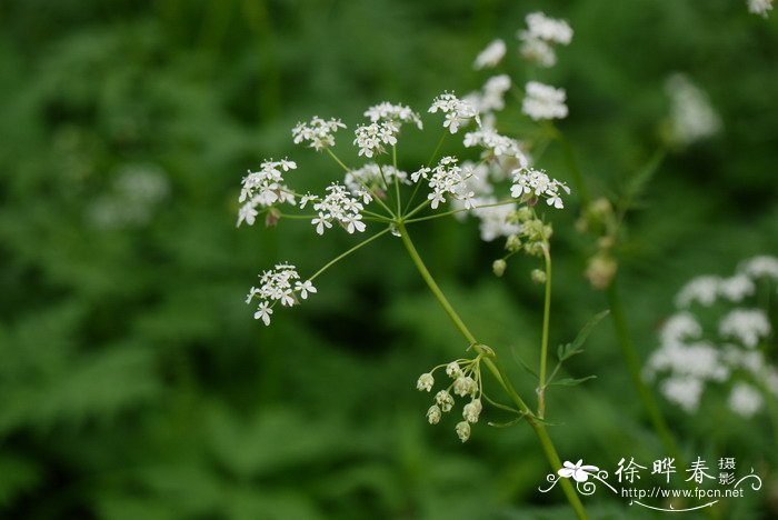 辽藁本ligusticumjeholense图片及辽藁本ligusticumjeholense种类