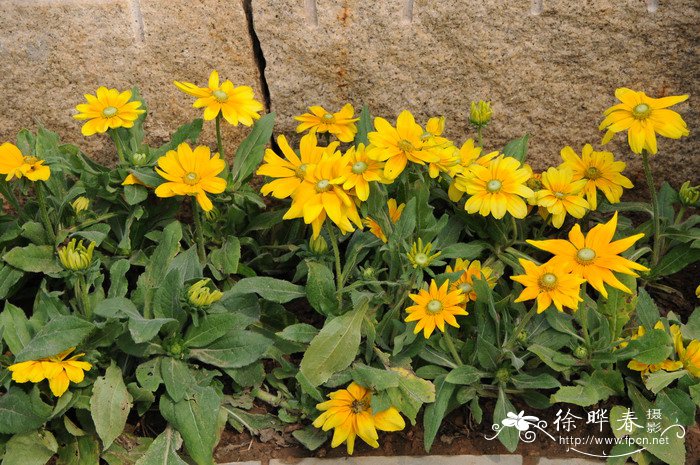 金光菊rudbeckialaciniata图片及金光菊rudbeckialaciniata种类