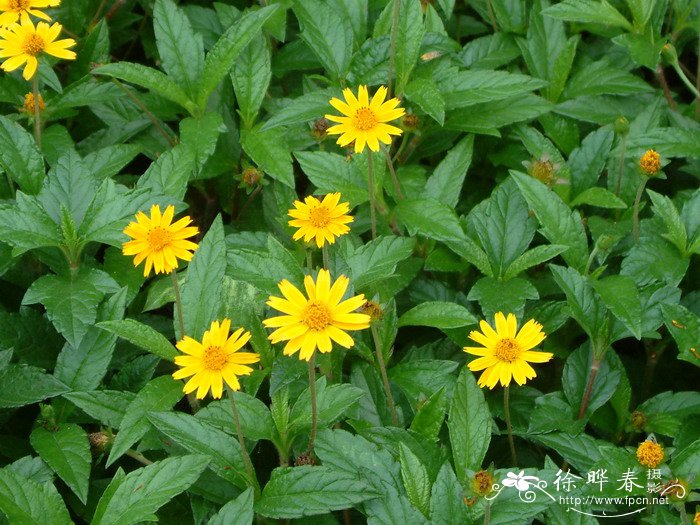 bay biscayne creeping-oxeye别名(chinese common name:三裂蟛蜞菊