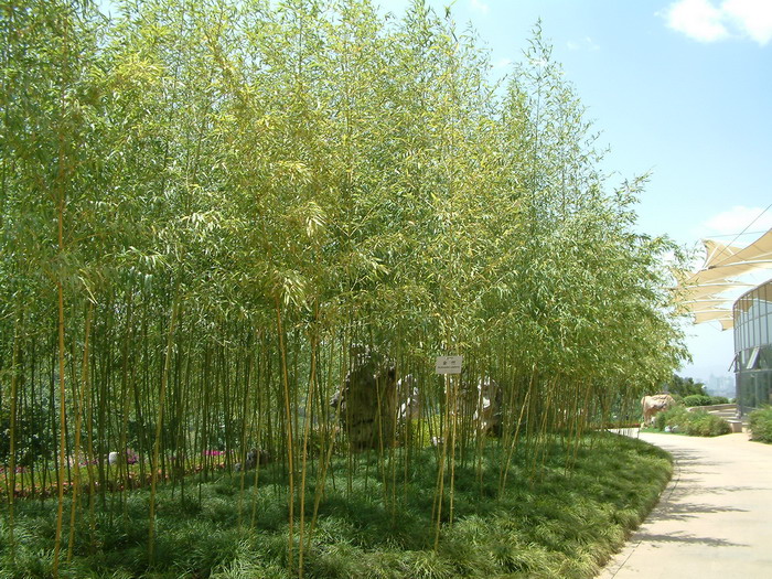 金竹phyllostachys sulphurea图片_金竹phyllostachys sulphurea种植