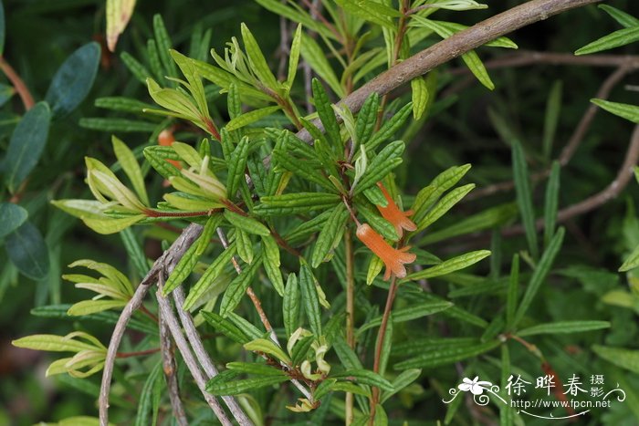 楔形叶杜鹃rhododendroncuneifolium图片及楔形叶杜鹃rhododendron