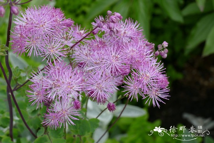 欧洲唐松草thalictrumaquilegifolium图片及欧洲唐松草thalictrum