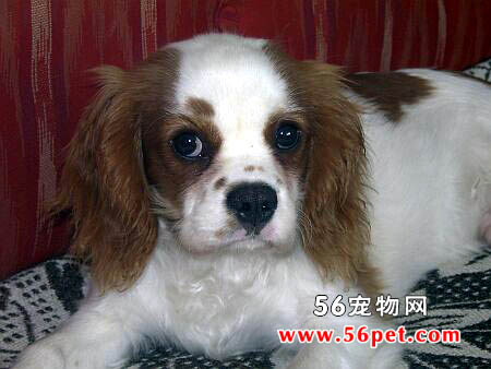 动植物 狗狗大全 ></p></a> 查理士王小猎犬图片及查理士王小猎犬种类