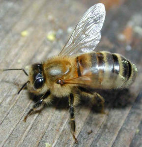 东方蜜蜂中华亚种图片及东方蜜蜂中华亚种种类