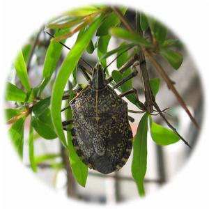 分类地位:鞘翅目 coleoptera 金龟子科 scarabaeidae甲虫形态特征