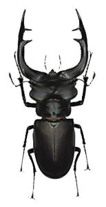 大力甲虫鞘翅目通称甲虫,前翅角质化为鞘翅,体躯坚硬,铠甲似的体壁
